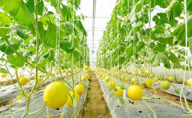 甜瓜好吃,什么甜瓜最好种植