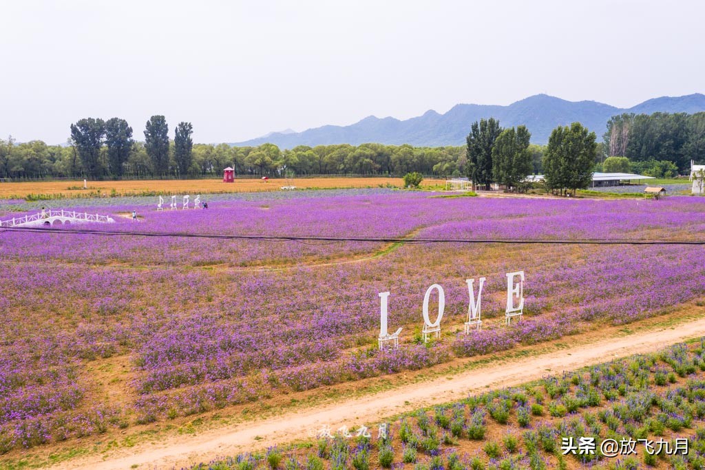 北京哪里有薰衣草花海景点,北京附近的六环外薰衣草花海