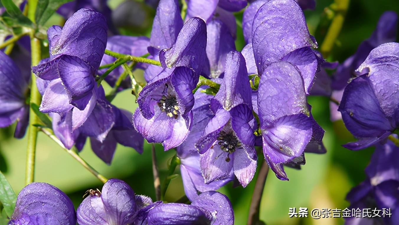 妇科经典方剂,老中医治妇科病的秘方