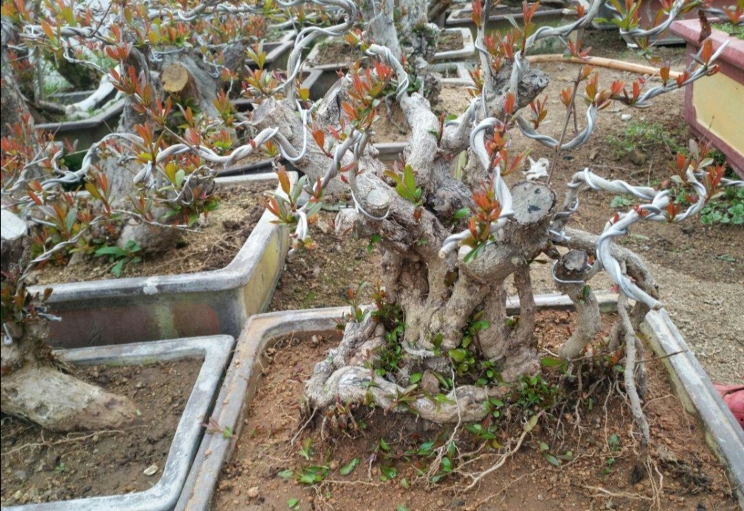 葡萄树冬天发芽了怎么办,葡萄树冬天11月份发芽怎么办