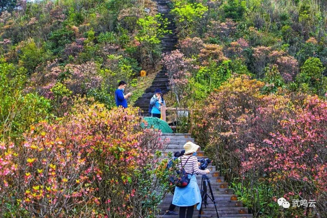 叮咚攻略第一名,南宁大明山景区游玩攻略