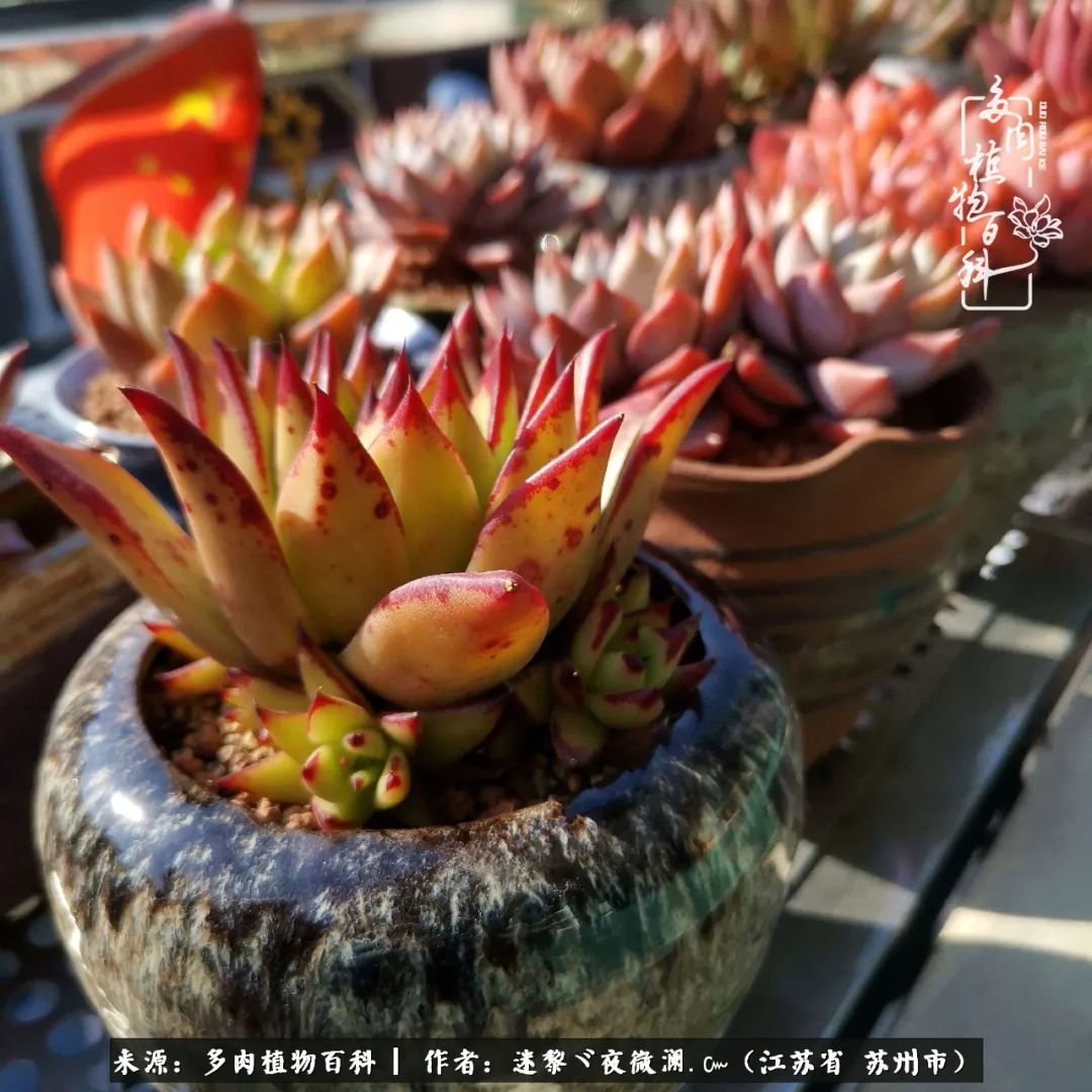 围观多肉版武林大会，一起穿越吧,下