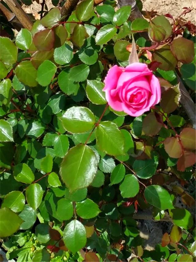 什么肥料能促进叶子生长,叶子施肥的方法