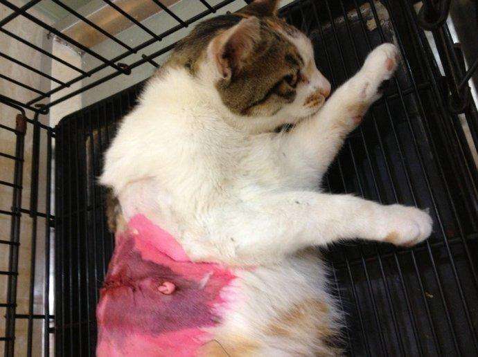 流浪猫怎么养才能不得传染病,流浪猫怎样养不会给自己传染病