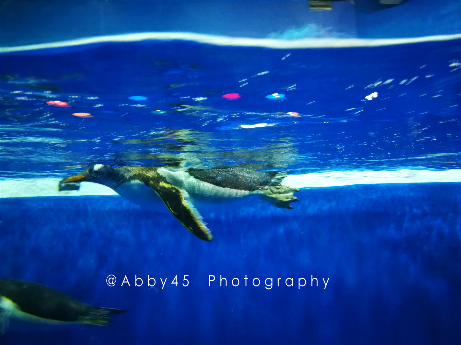 国内值得去的海洋世界,令人惊艳的海洋世界