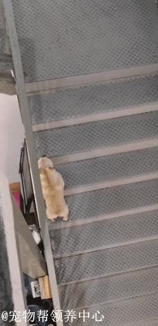 被遗弃的小法斗,法斗被遗弃