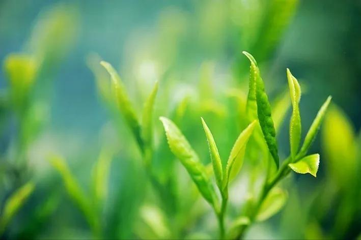 易经的易字是变化的意思吗,易经里易字的寓意是什么