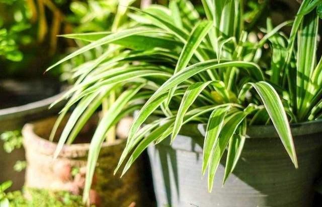 吊兰叶子黄了干枯了怎么修剪,养吊兰只需1招不黄叶