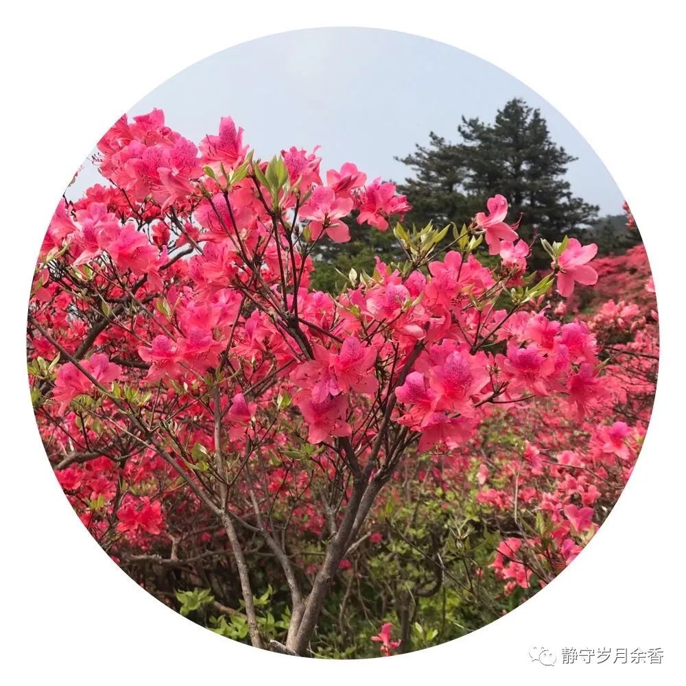 情满龟峰·诗涌花海