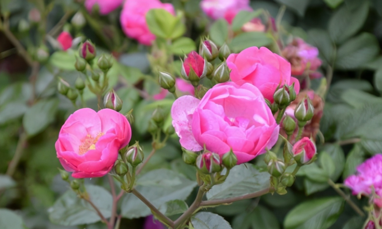 养花常见病虫害及处理方法,养花只用吡虫啉就能预防病虫害吗