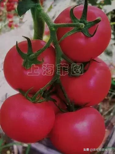 番茄界的“杀手”TY病毒和褪绿病毒，怎么对付？