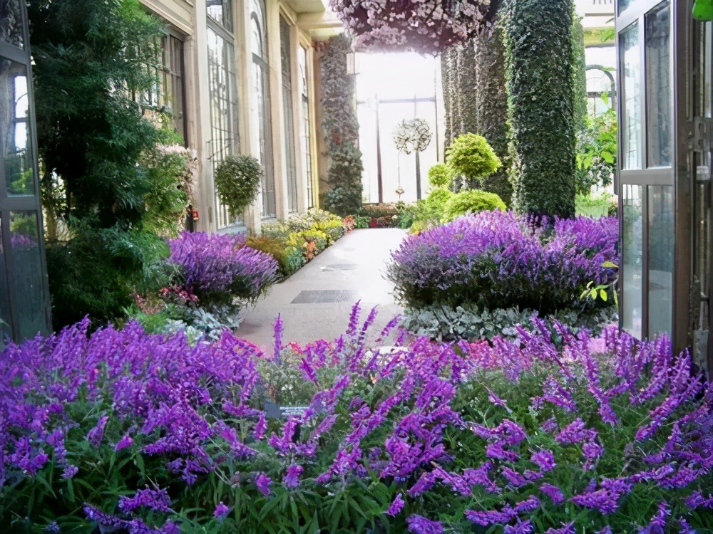 幻梦般的紫色花海，准备一把鼠尾草的种子，4个步骤即可实现