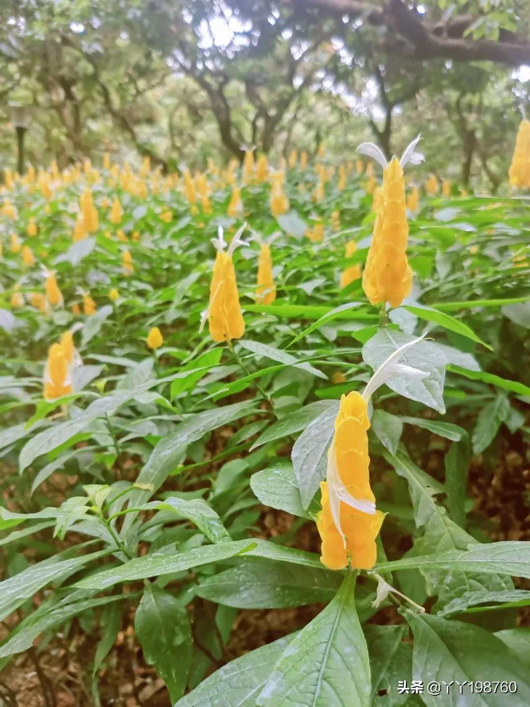 狮子男和女生的关系,十二星座狮子男配什么星座