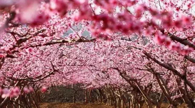 女神节相约美丽,女神节相约一起踏青赏花