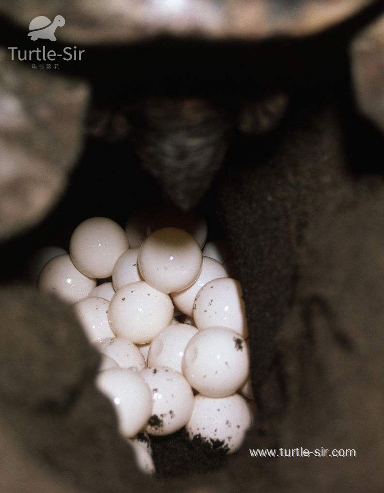 小伙子养了八年的乌龟生蛋了,养了6年巨型大乌龟终于下蛋了