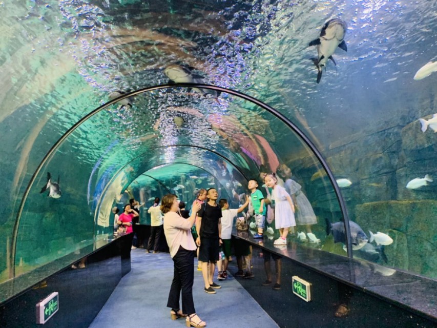 没有对比就没有伤害人类和动物,没有对比就没有伤害全运会