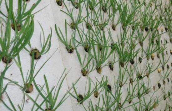 家庭种植蔬菜无土栽培韭菜,家里种植韭菜的步骤和方法