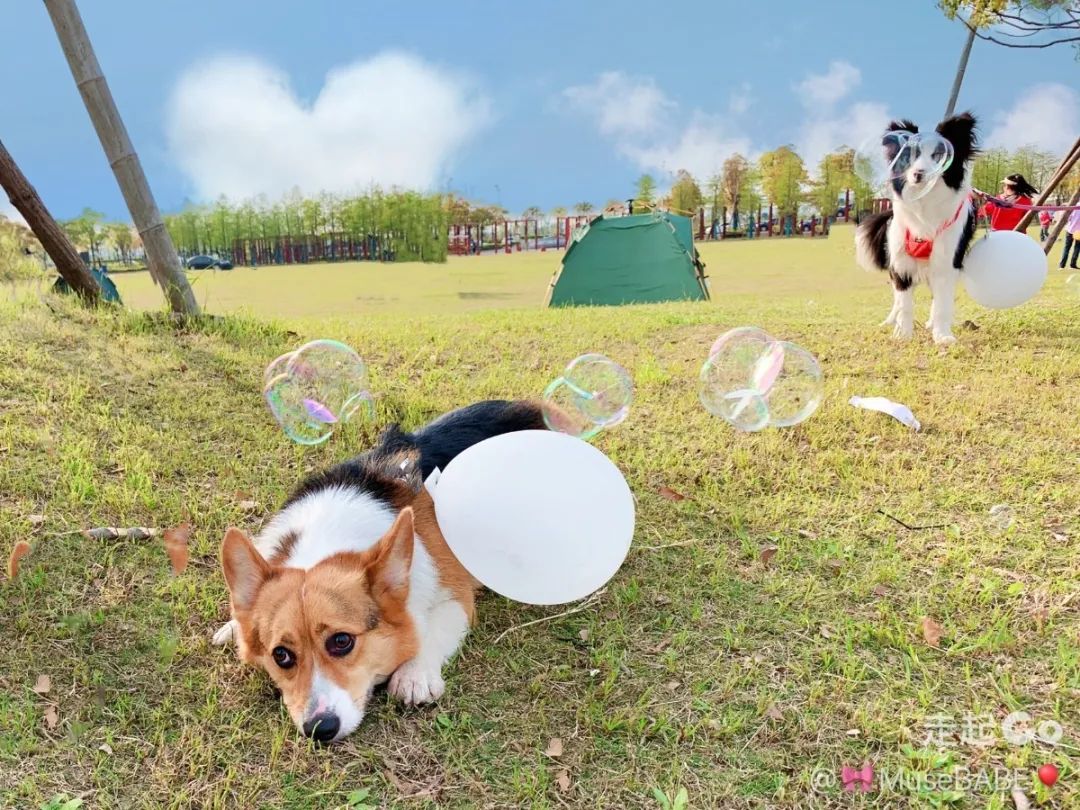 2022年上海遛狗圣地,2021上海遛狗圣地