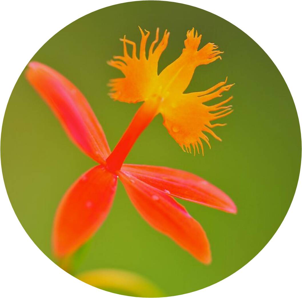 菊竹梅兰图欣赏,花中四君子的兰花图片