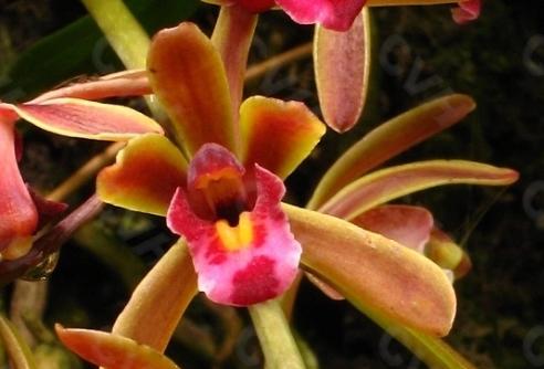 值得收藏的兰花品种有哪些图片,最好的兰花品种图片大全欣赏