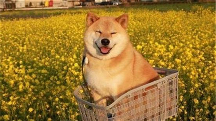 狗狗吃袜子纸巾啥都吃,狗狗吃纸巾会拉出来吗