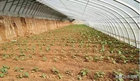 最新的温室大棚技术,小型温室大棚用什么样的大棚