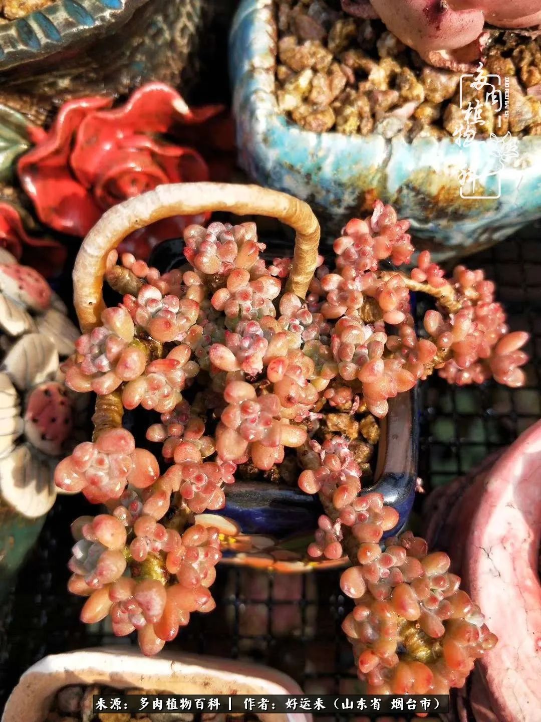 世上怎么会有这么可爱的生物,这世上怎么会有那么可爱的小可爱