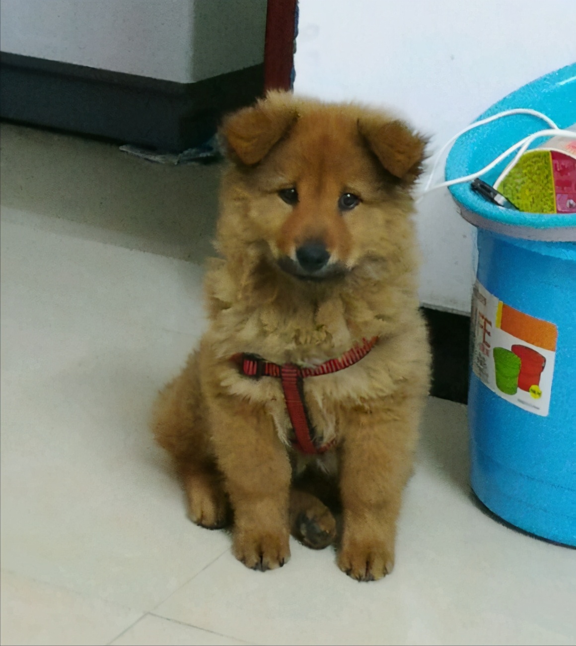 国产犬是哪些好养不生病的狗,最好看的四大品种的狗狗