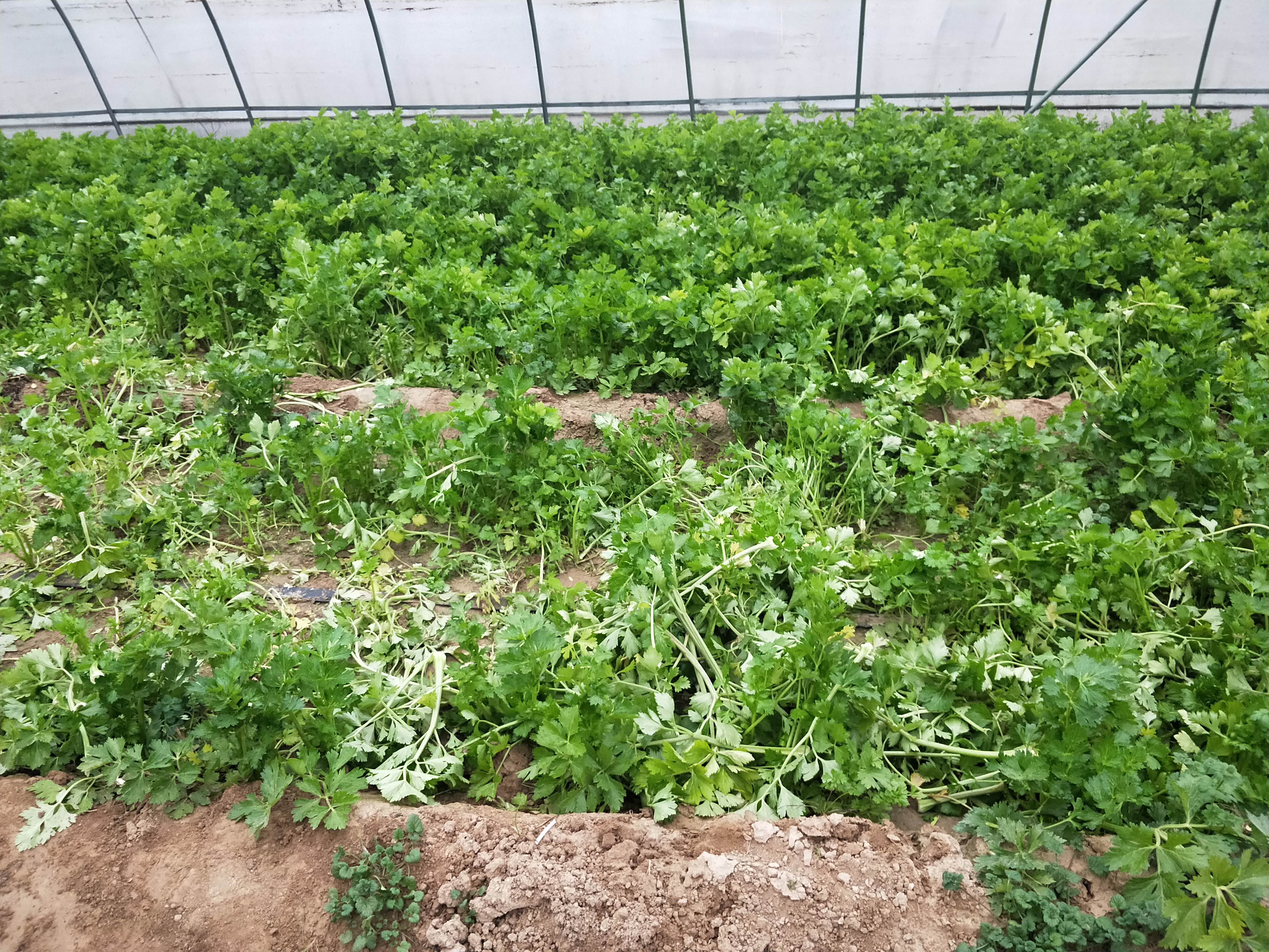 芹菜种植方法与技巧,芹菜种植的正确方法