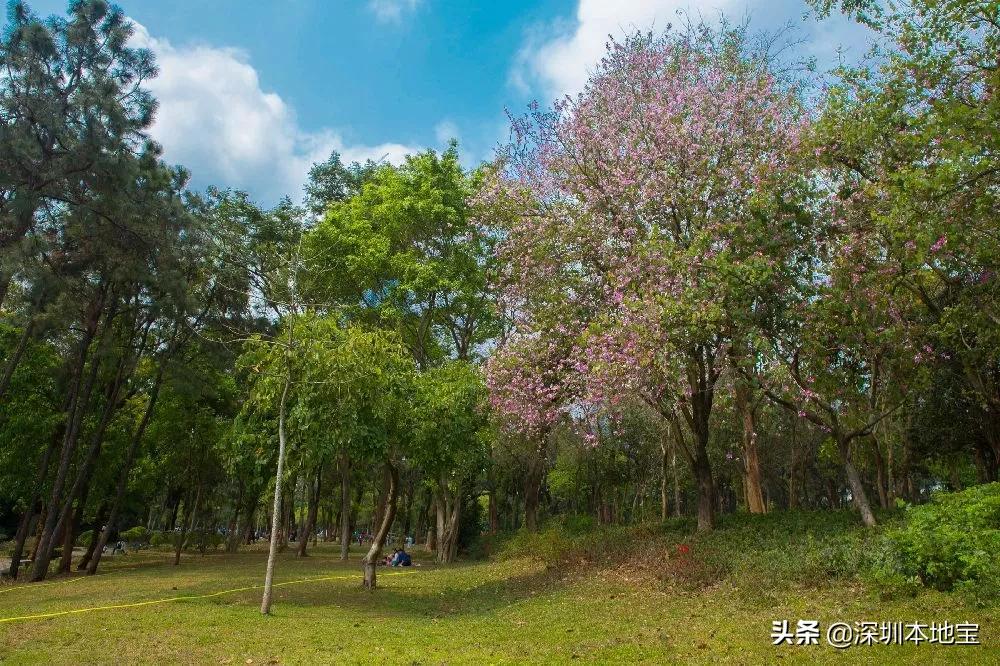 深圳最值得免费去的十大景点,深圳有哪些地方是免费景点