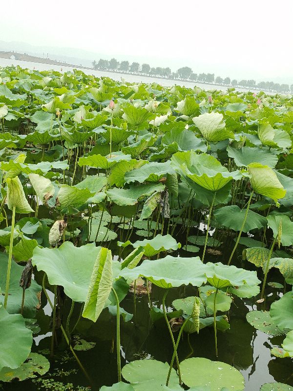 杭州西湖断桥好大的雨,杭州西湖断桥残雪夜景下雨