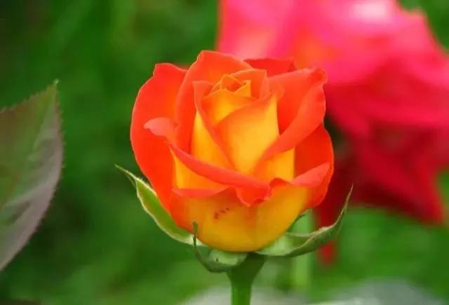 玫瑰花有哪些品种,玫瑰花有哪些品种大全