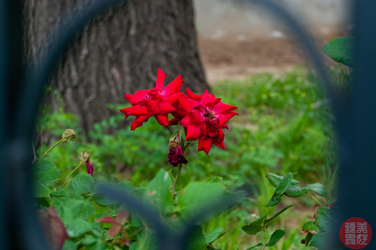 老镜记，Contax35-135/3.3-4.5改装宾得口并试镜