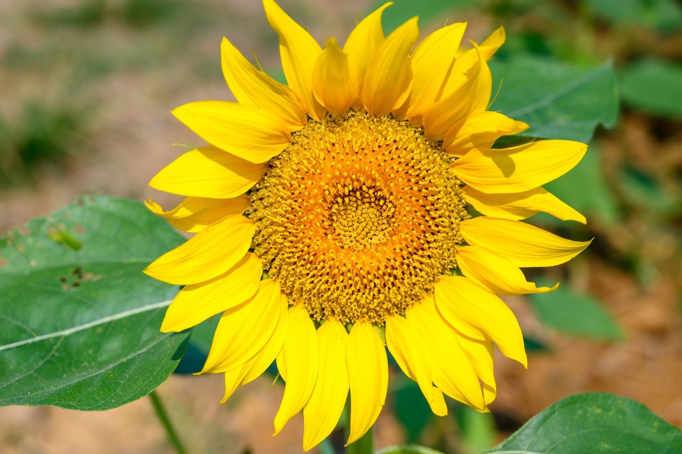 走进南京高淳,打卡网红打卡地固城湾景区,品尝固城湖螃蟹