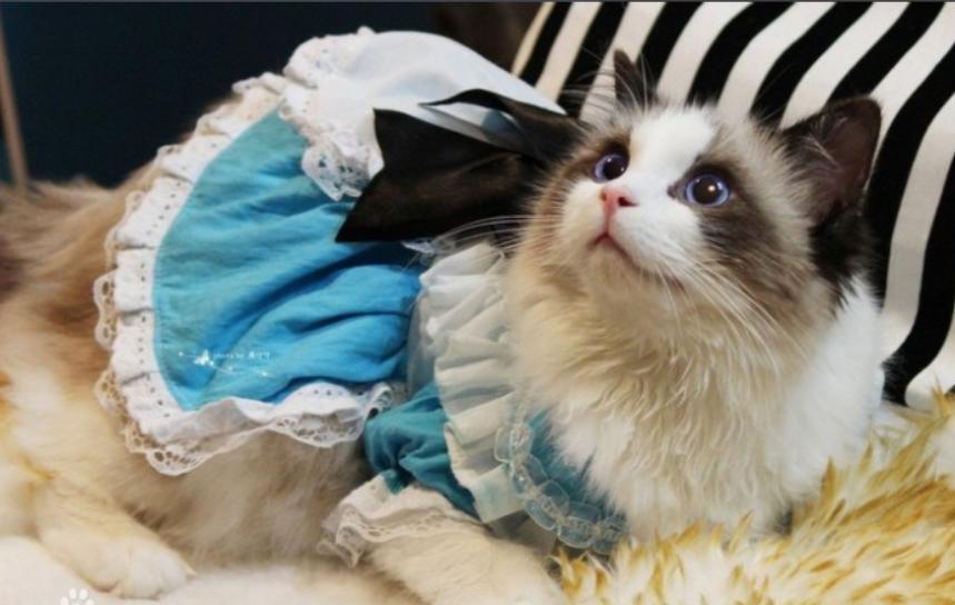 猫中贵族一只多少钱,猫多少钱一只波斯猫