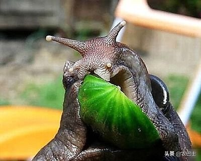 蜗牛里面有没有26000颗牙齿,蜗牛有26000颗牙齿