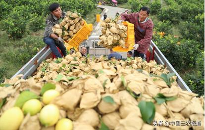 柠檬的酸度相当于醋的多少度,柠檬的糖度和酸度