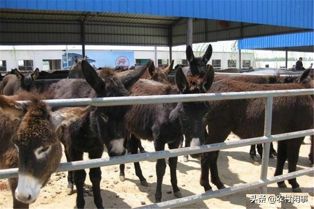 养驴热度越来越高，别盲目涉足，提前做好这些方面才是关键