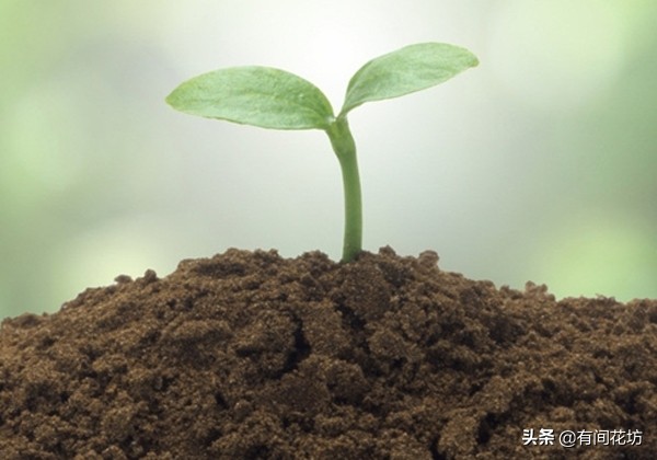 养花土营养怎么补,养花土不硬的妙方