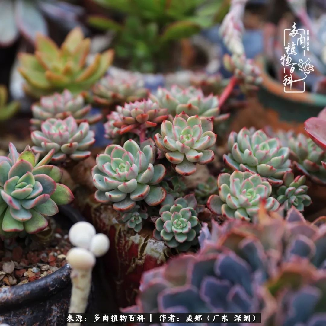 笼子里的多肉,露养的多肉和室内的多肉区别