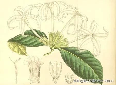 阿蒂仙冥府之路香水测评,阿蒂仙寻找蝴蝶香水怎么样