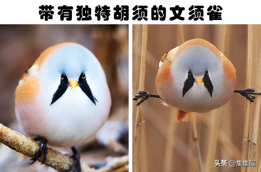 6个关于老鼠的有趣小知识,6个关于老鼠的有趣知识