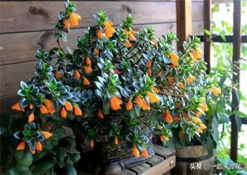 新上盆的金鱼吊兰怎么养护,金鱼吊兰的养护方法和管理