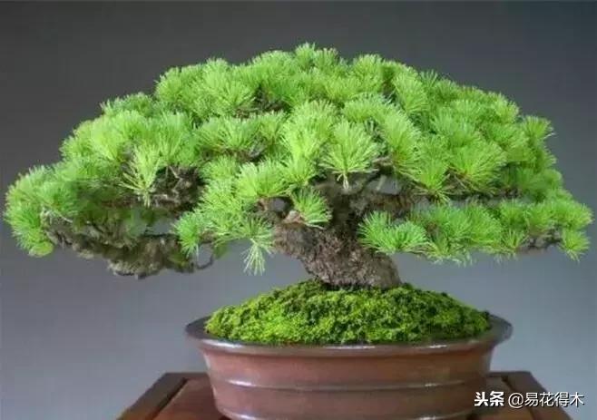 野山楂下山桩用什么土壤好,下山桩保湿成活技术