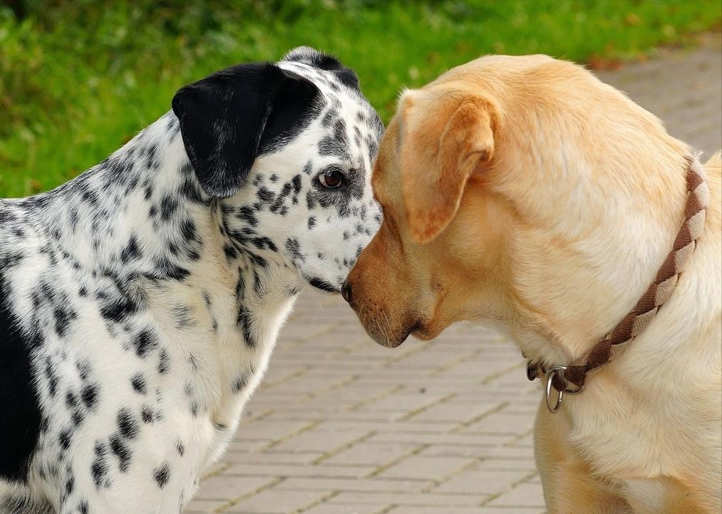 狗狗在交配时，别强行分开它们，不然它们会受伤