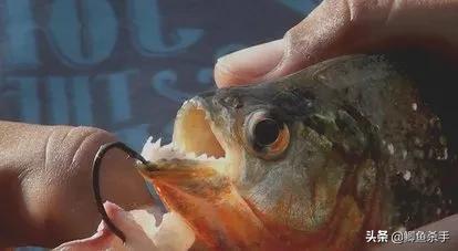 亚马逊河有多可怕完整版,亚马逊河到底有什么可怕的鱼