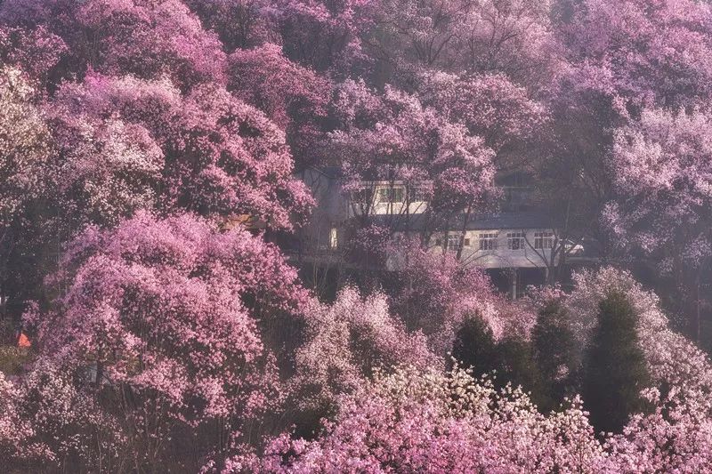 半个月后成都即将美翻全国，17处美景玩转整个春天！