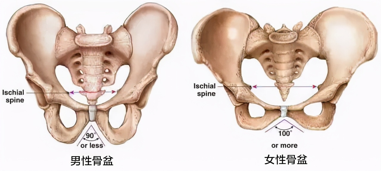 男生腿比女生腿直的医学原因,男生腿普遍比女生细科普