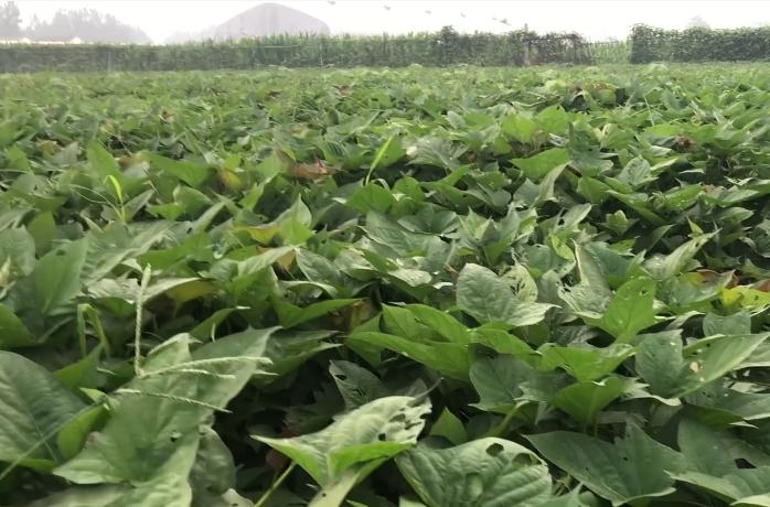 大红薯品种怎么种才大个,种大红薯的方式是怎样的