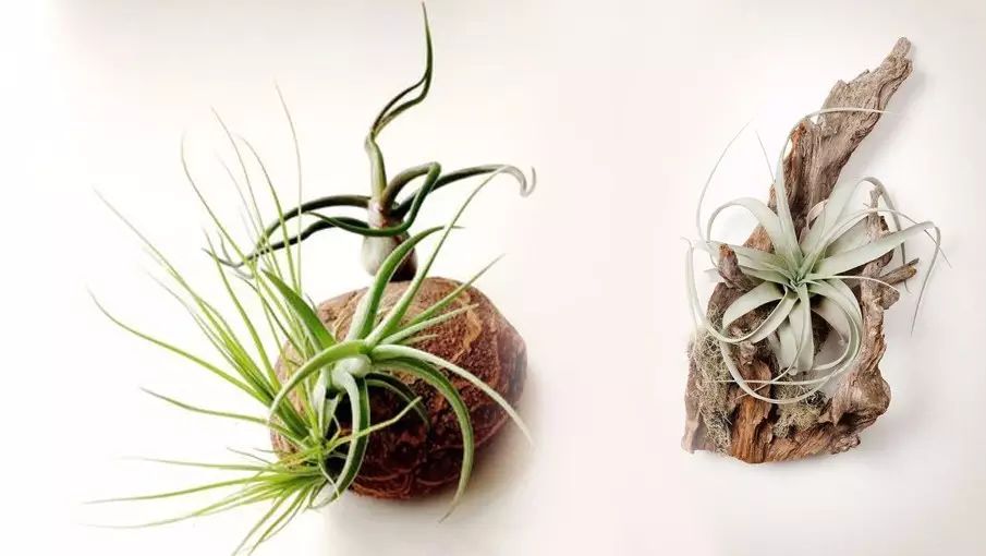 置爱｜植物1.0是种在盆儿里的，植物2.0都趴在墙上的